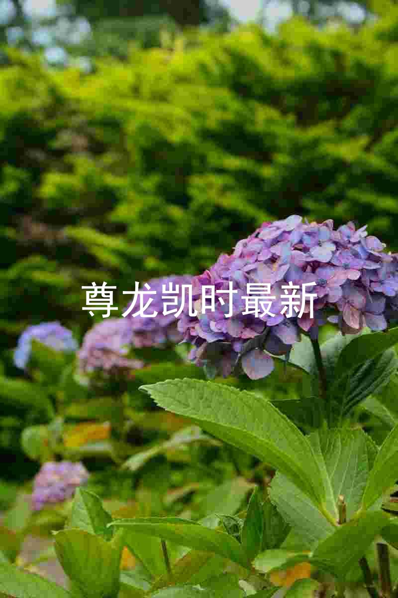 尊龙凯时最新